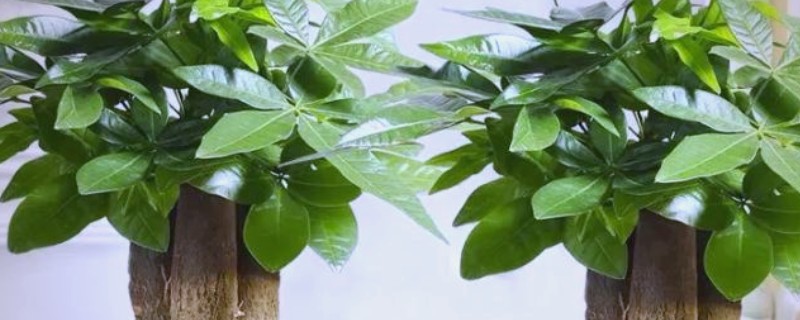 发财树烂根怎么处理，剪除烂根经过消毒后再重栽