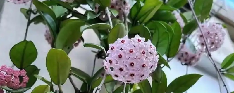 球兰的摘心方法，把植株顶部的嫩芽和嫩叶剪除