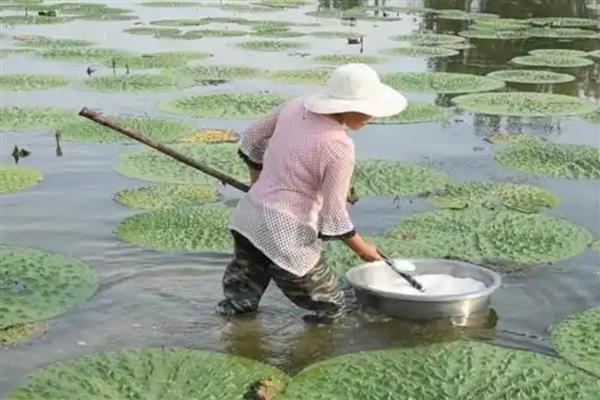 种植芡实的要求,水深不能超过1.2米