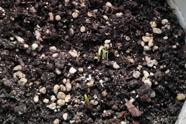 香菜的生长期，通常为30-60天左右