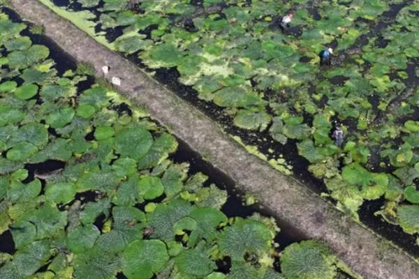 种植芡实的要求,水深不能超过1.2米