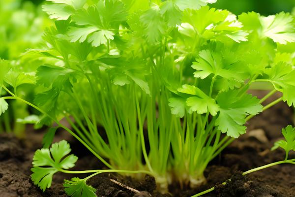 香菜的生长期，通常为30-60天左右