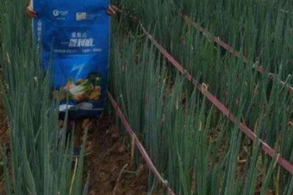 种大葱肥料用多了怎么处理，须立即进行喷水