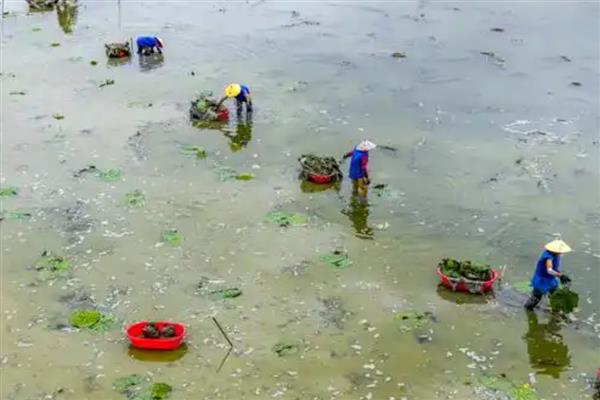 种植芡实的要求,水深不能超过1.2米