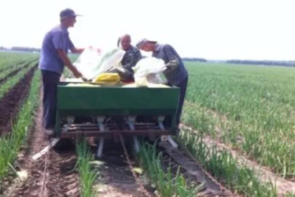 种大葱肥料用多了怎么处理，须立即进行喷水