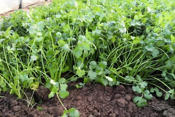 香菜的生长期，通常为30-60天左右