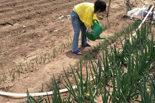 种大葱肥料用多了怎么处理，须立即进行喷水