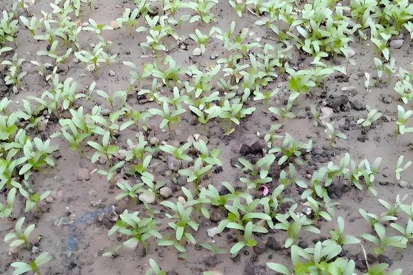 香菜的生长期，通常为30-60天左右