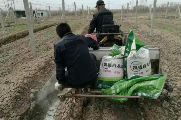 种大葱肥料用多了怎么处理，须立即进行喷水