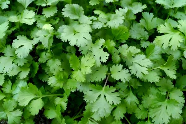 香菜的生长期，通常为30-60天左右