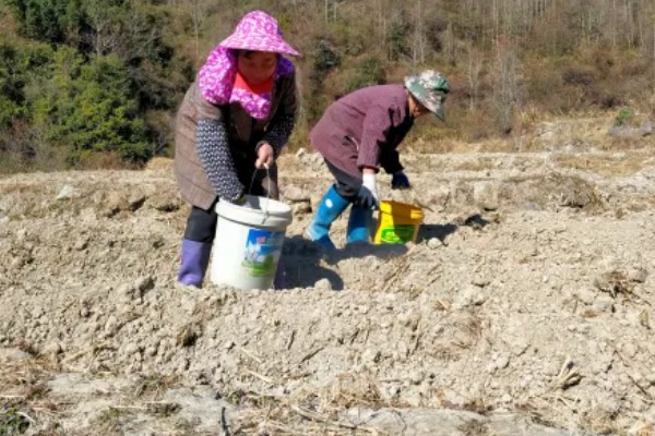 种大葱肥料用多了怎么处理，须立即进行喷水