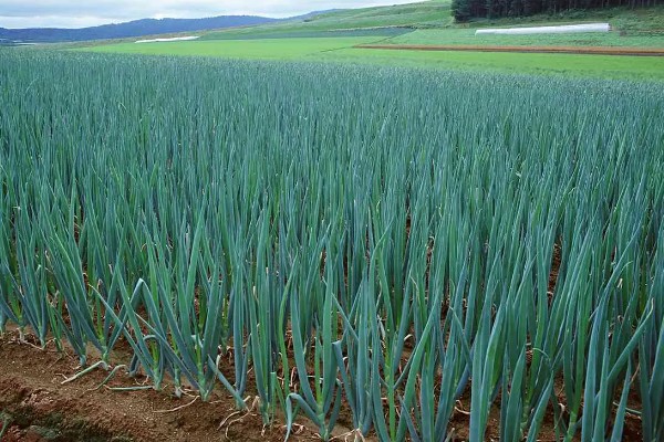 种大葱肥料用多了怎么处理，须立即进行喷水