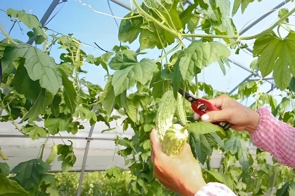 如何给苦瓜打顶和剪枝，植株长至15-20厘米打顶