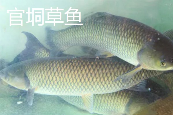 草鱼的价格,一斤需要8-12元左右