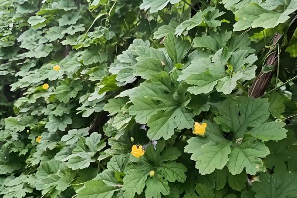 如何给苦瓜打顶和剪枝，植株长至15-20厘米打顶