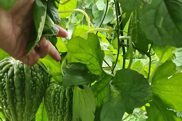 如何给苦瓜打顶和剪枝，植株长至15-20厘米打顶