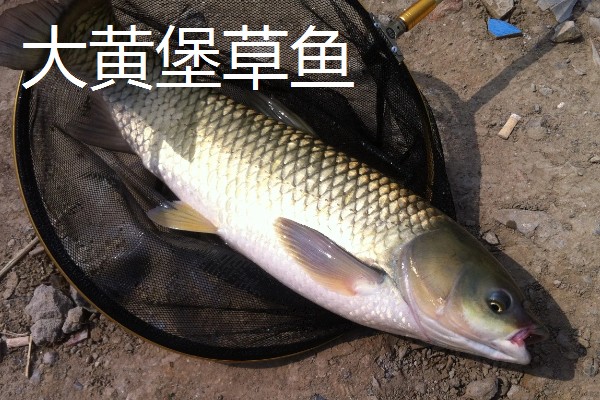 草鱼的价格,一斤需要8-12元左右