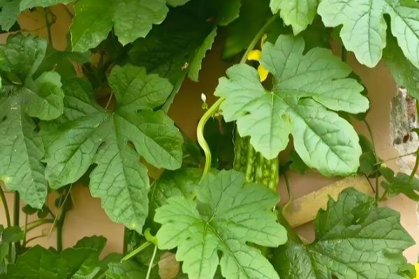 如何给苦瓜打顶和剪枝，植株长至15-20厘米打顶