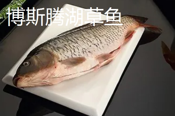 草鱼的价格,一斤需要8-12元左右