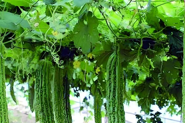 如何给苦瓜打顶和剪枝，植株长至15-20厘米打顶