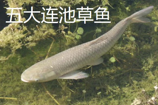 草鱼的价格,一斤需要8-12元左右