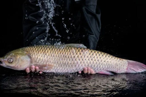 草鱼的价格,一斤需要8-12元左右