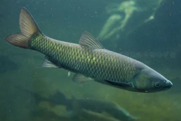 草鱼的价格,一斤需要8-12元左右