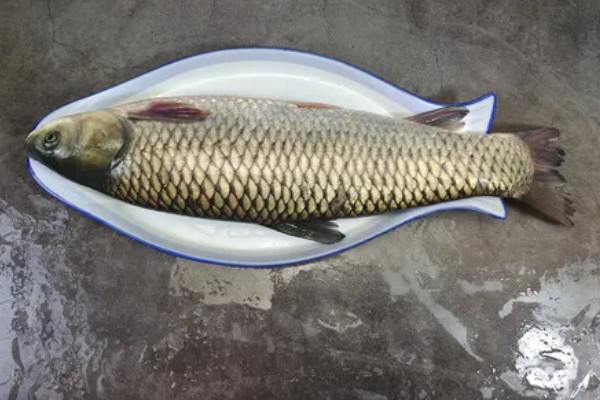 草鱼的价格,一斤需要8-12元左右