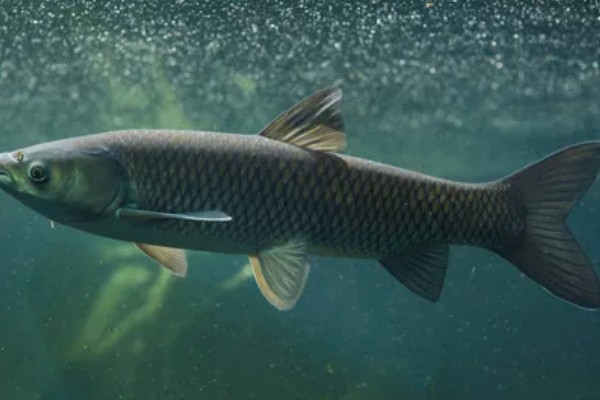 草鱼的价格,一斤需要8-12元左右