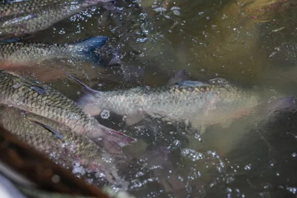 草鱼的价格,一斤需要8-12元左右