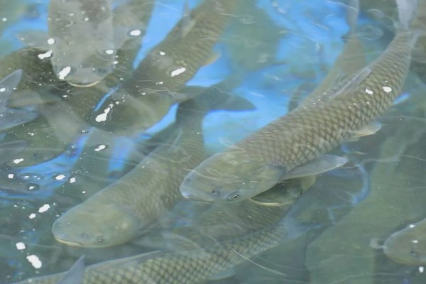 草鱼的价格,一斤需要8-12元左右