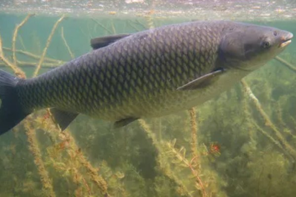 草鱼的价格,一斤需要8-12元左右