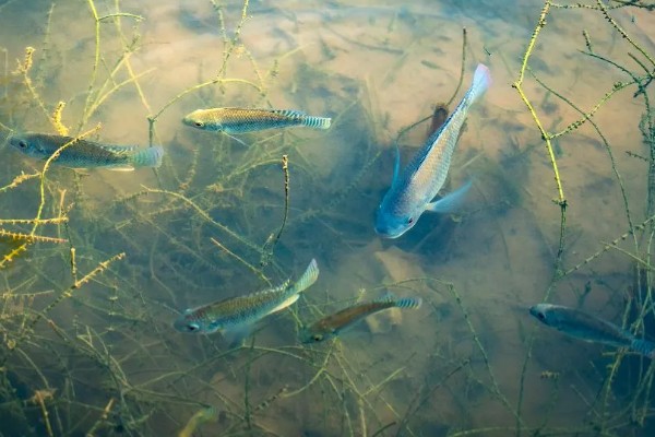 草鱼的价格,一斤需要8-12元左右