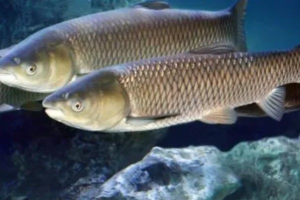 草鱼的价格,一斤需要8-12元左右