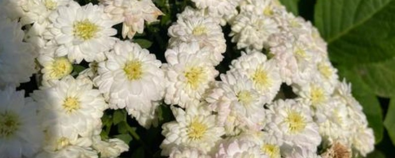 球菊是不是多年生的，不是多年生