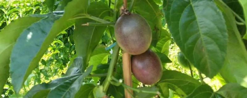 百香果扦插要多久可以生根，30-60天左右就能生根发芽