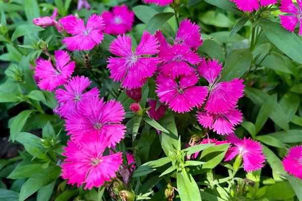 九月份适合播种什么花卉,石竹花、雏菊等品种可在此时种植