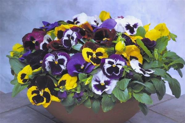 九月份适合播种什么花卉,石竹花、雏菊等品种可在此时种植