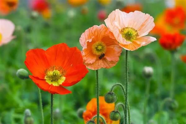 九月份适合播种什么花卉,石竹花、雏菊等品种可在此时种植