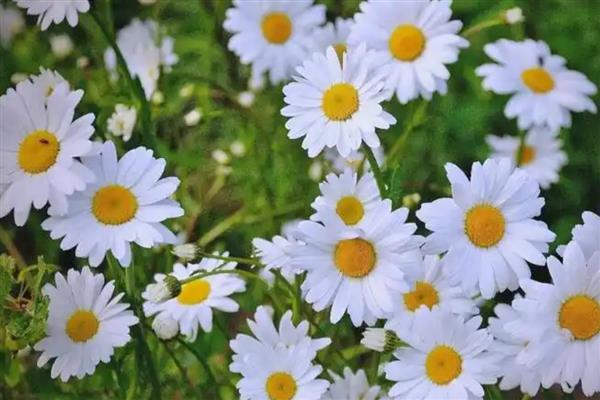 九月份适合播种什么花卉,石竹花、雏菊等品种可在此时种植