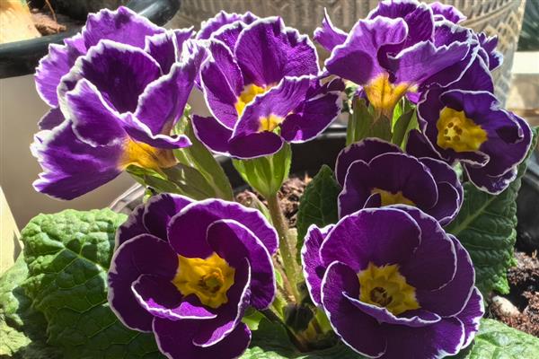 九月份适合播种什么花卉,石竹花、雏菊等品种可在此时种植