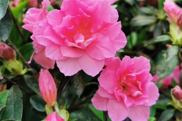 九月份适合播种什么花卉,石竹花、雏菊等品种可在此时种植