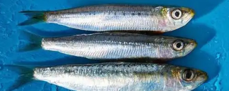 沙丁鱼是什么鱼，指沙丁鱼属、小沙丁鱼属等种类