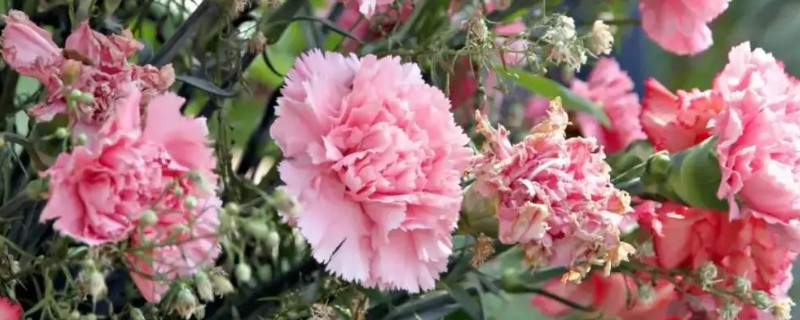 12支康乃馨花的寓意，寓意感激母亲、全部的爱等