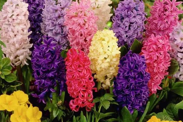 九月份适合播种什么花卉,石竹花、雏菊等品种可在此时种植