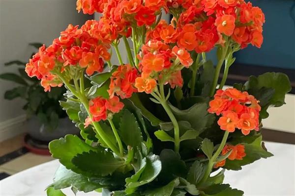 九月份适合播种什么花卉,石竹花、雏菊等品种可在此时种植