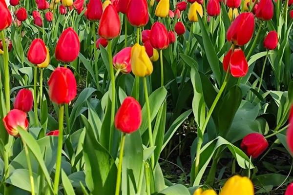 九月份适合播种什么花卉,石竹花、雏菊等品种可在此时种植