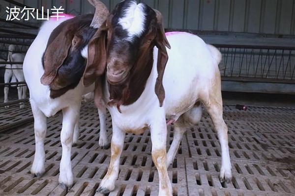 养羊选什么品种，波尔山羊、小尾寒羊等品种值得考虑