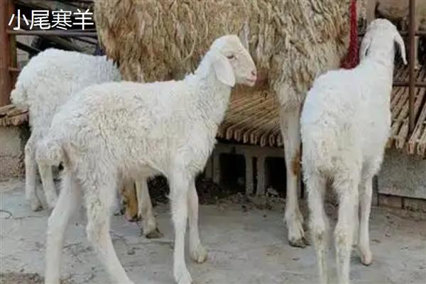 养羊选什么品种，波尔山羊、小尾寒羊等品种值得考虑