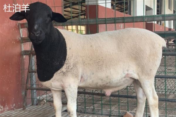 养羊选什么品种，波尔山羊、小尾寒羊等品种值得考虑